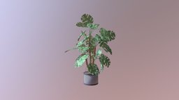House plant