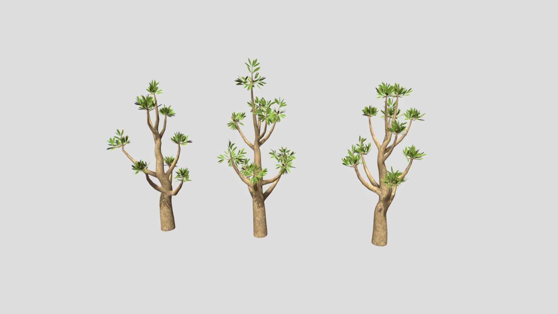 Sahara Desert Trees - Modeled in Speedtree - Suitable for games and landscape rendering 3d model