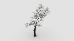 locust tree tree, plant, winter, key, snow, locust, 029, am100