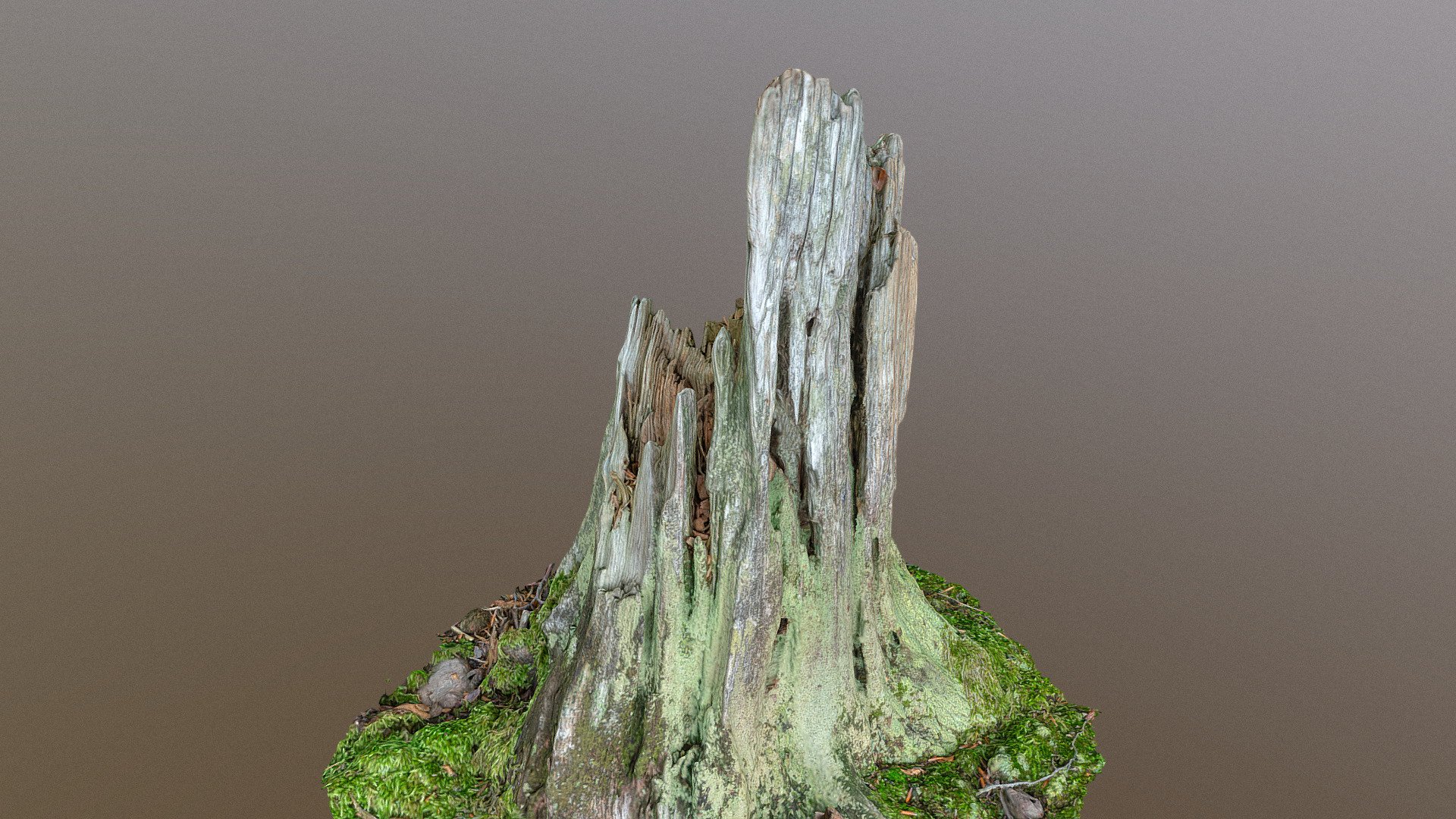Rotting spruce stump covered by moss in forest, old wood tree lumber timber material isolated

photogrammetry scan (80x24MP), 3x8K textures - Rotting spruce stump - Buy Royalty Free 3D model by matousekfoto 3d model
