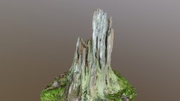 Rotting spruce stump