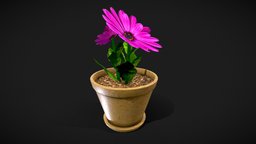 Flower in a pot plant, pot, flower, pottery, pink, clay, windowsill, art, free