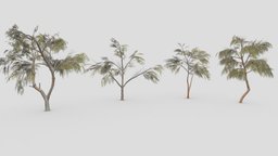 Eucalyptus Tree- Pack- 03 unreal, collection, eucalyptus, unity, lowpoly-eucalyptus, 3d-eucalyptus, eucalyptus-3dpack