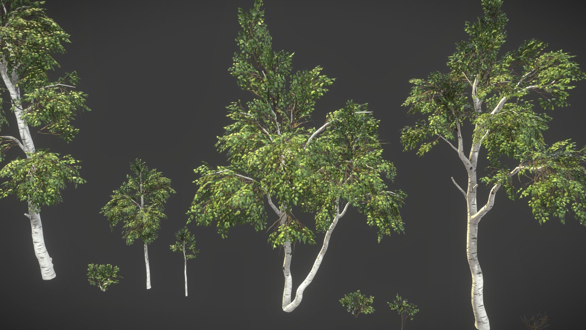 Meshes: 6 unique birch trees / 4 bushes use the same texture atlas
[*fbx/ Blender Scene]




SM_Plant_Tree_Birch_01 - 16999 tris

SM_Plant_Tree_Birch_02 - 17301 tris

SM_Plant_Tree_Birch_03 - 9380 tris

SM_Plant_Tree_Birch_04 - 23145 tris

SM_Plant_Tree_Birch_05 - 8492 tris

SM_Plant_Tree_Birch_06 - 1603 tris

SM_Plant_Bush_01 - 1277 tris

SM_Plant_Bush_02 - 1877 tris

SM_Plant_Bush_03 - 810 tris

SM_Plant_Bush_04 - 446 tris

Textures:




T_Plant Tree Birch Leaves _BCO/N/RTA - 2048x2048 *tga

T_Tree Bark Birch White _BC/N/RHA - 2048x4096 *tga

T_Tree Bark Birch Black _BC/N/RHA - 2048x4096 *tga

T_Tree Bark Patch _O - 512x1024 *tga






Vertex blended bark textures on the trunk (use two bark tiles textures for different bark material types for top and bottom tree) - see the Blender scene setup

Wind Vertex painted

Collision

Lightmaps
 - Birch Pack - 3D model by letsmakecoolart (@seriouscat) 3d model