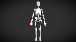 Female Skeleton For Artists skeleton, anatomy, simplified, skelly, planar, anatomy-reference, human-anatomy, lowpoly, female, female-model, figuredrawing, simplified-skeleton, female-skeleton