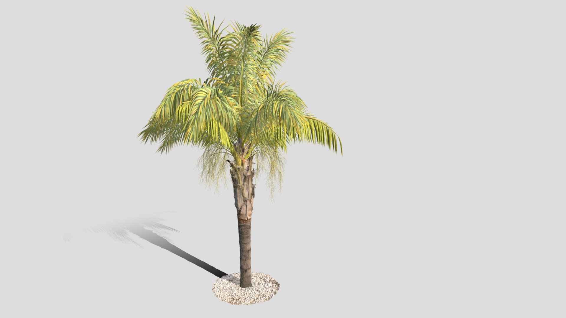 A high quality 3d model of a mid-size queen palm C (syagrus_romanzoffiana).

| Model features a scanned real tree parts for hyper-real renders

| Model dimensions : 5.3m5.87m7.8m

| Mesh details – 771,765 faces , 438,819 vertices

| It comes with PBR ready textures - Diffuse, Albedo, AO, Metalness /Specular, Normal, Roughness maps. Other formats available upon request.

| Formats 3ds max 2015 with a Vray materials FBX ABC Clarisse OBJ

Object suitable for architectural and landscape visualisations and presentations. Please let us know, if we can improve our models or if you need us to adapt to specific needs!

We take custom orders for specific species!

Find more assets on Gobotree.com! - GTV queen palm mid size C - Buy Royalty Free 3D model by Gobotree-3D-Assets 3d model