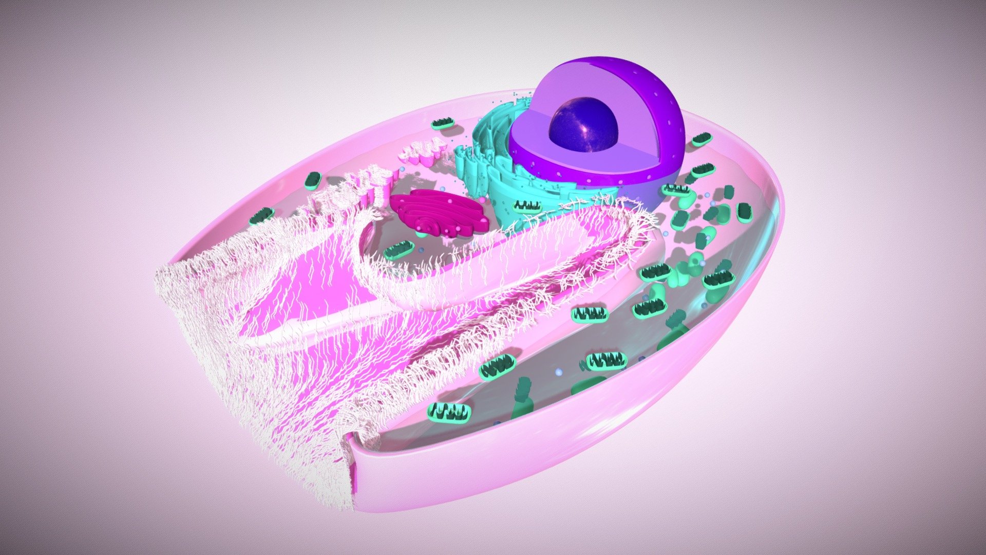 3D modeling of parietal cell.
Parietal cells (also known as oxyntic or delomorphous cells) are the epithelial cells that secrete hydrochloric acid (HCl) and intrinsic factor. These cells are located in the gastric glands found in the lining of the fundus and in the cardia of the stomach 3d model