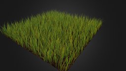 Grass Patch test