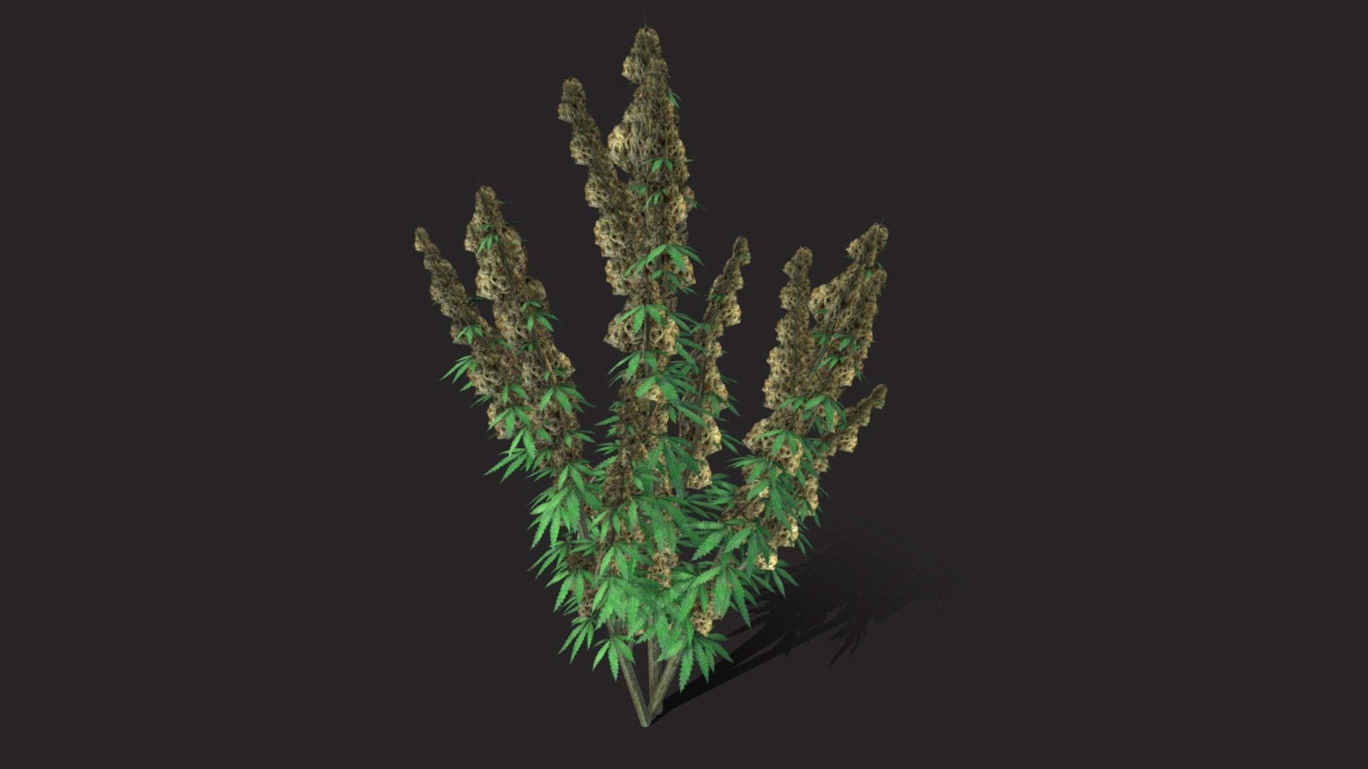 Plant - 3D model by Siesta 3d model